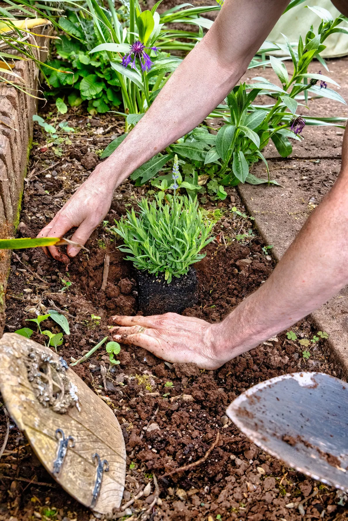 Plantation d’un arbuste dans un sol préparé, symbolisant les travaux de jardinage et d’aménagement extérieur. 