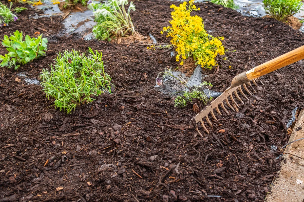Travail de râteau sur un sol préparé pour de nouvelles plantations, illustrant les techniques d'entretien et d'aménagement paysager. ​​