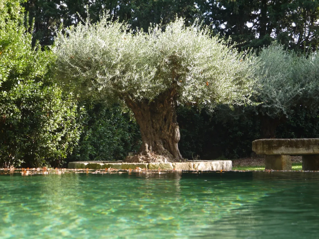 Paysagiste spécialisé en plantation d’arbre à Avignon
